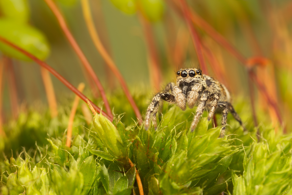 Zebra Spider 1